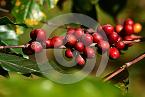 Coffee beans ripening