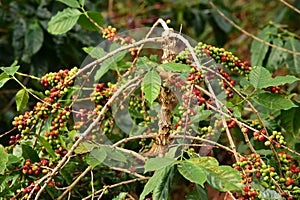 Coffee beans ripening