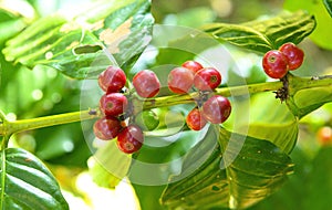 Coffee beans ripening, fresh coffee branch on tree in North of thailand