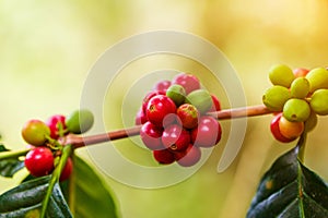 Coffee beans ripening, fresh coffee,red berry branch