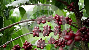 Coffee beans ripening, fresh coffee,red berry branch, industry agriculture on tree in North of thailand