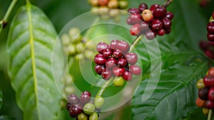 Coffee beans ripening, fresh coffee,red berry branch, industry agriculture on tree in North of thailand