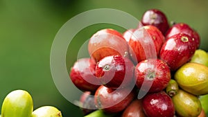 Coffee beans ripening, fresh coffee,red berry branch, industry agriculture on tree in North of thailand