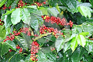 Coffee beans ripening on tree