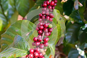 Coffee beans ripening on tree