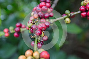 Coffee beans ripening on tree in Dalat, Vietnam.