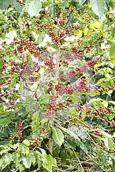 Coffee beans ripening on tree at Doi Chang in the north of Thailand