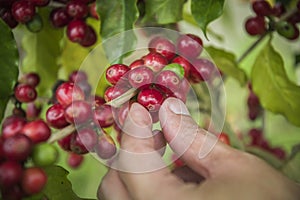 Coffee beans ripening on tree in North of thailand