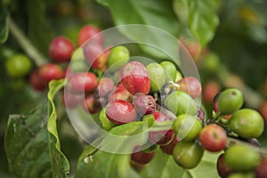 Coffee beans ripening on tree in North of thailand