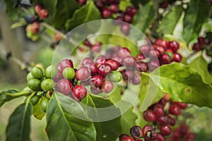 Coffee beans ripening on tree in North of thailand