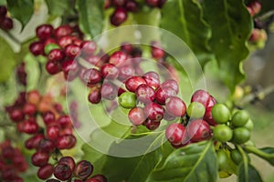 Coffee beans ripening on tree in North of thailand