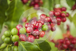 Coffee beans ripening on tree in North of thailand