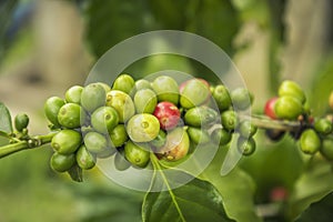 Coffee beans ripening on tree in North of thailand