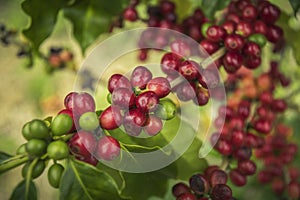 Coffee beans ripening on tree in North of thailand