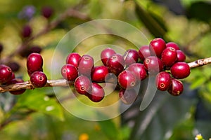 Coffee beans ripening on tree in North of thailand