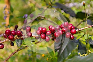 Coffee beans ripening on tree in North of thailand