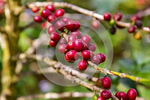 Coffee beans ripening on tree in North of thailand