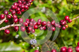 Coffee beans ripening on tree in North of thailand