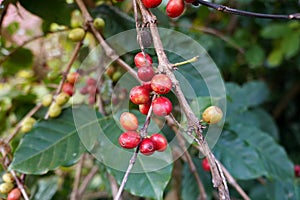 Coffee beans ripening on tree in North of thailand. fresh coffee, red berry branch.