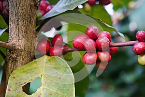 Coffee beans ripening on tree in North of thailand. fresh coffee, red berry branch.