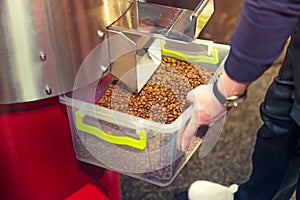Coffee beans after roasting process in professional machine. Drum type roaster. Rosting process of coffee. Barista getting coffee