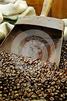 Coffee beans. scoop with coffee beans photo