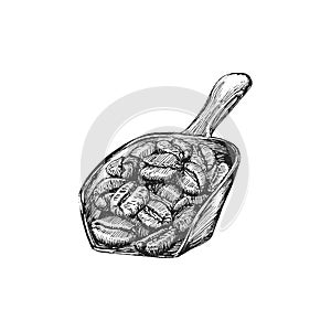 Coffee beans scoop, drawing in engraving style.