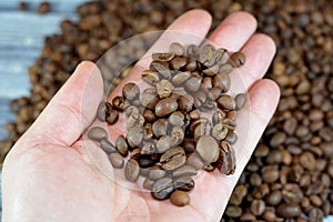 coffee beans, seeds of the Coffea plant and the source for coffee. It is the pip inside the red or purple fruit often referred to