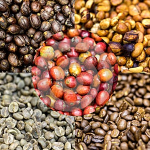 Coffee beans showing various stages of roasting from raw through to Italian roast