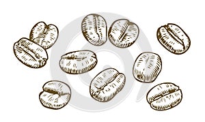 Coffee beans sketch. Drink vintage vector illustration