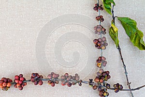 Coffee beans on the table