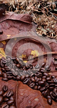 Coffee beans on teak leaves are dry, dark brown teak leaves have yellow spots