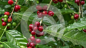 Coffee beans on tree