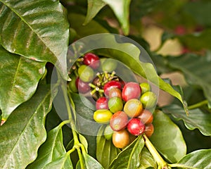 Coffee Beans on Tree