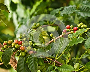Coffee Beans on Tree