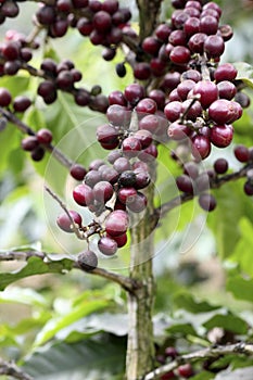 Coffee beans on tree