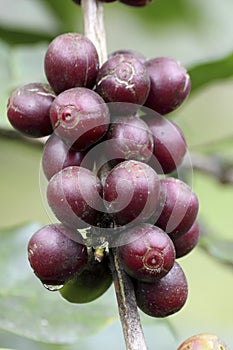 Coffee beans on tree