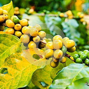 Coffee beans on tree