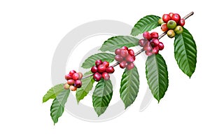 Coffee beans on a tree branch