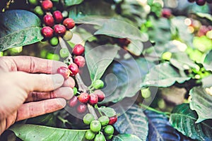 Coffee beans on tree - picking with hands and a basket the coffee beans in the harvest time