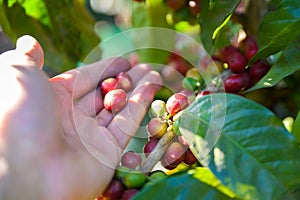 Coffee beans on tree - picking with hands and a basket the coffee beans in the harvest time