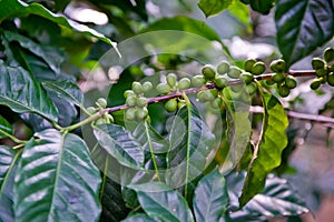 Coffee beans on vine