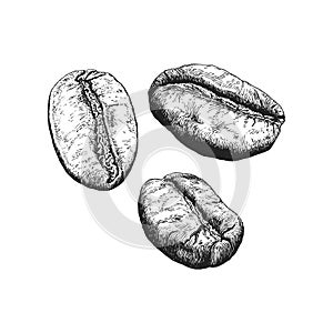 Coffee beans, vintage drawing in engraving style