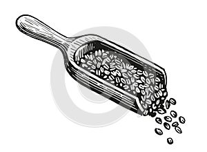 Coffee beans in a wooden scoop, sketch style. Preparing a fresh, invigorating drink with caffeine. Vintage vector