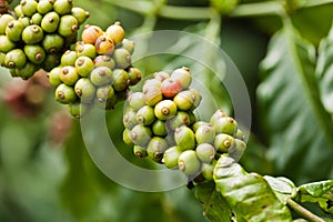 Coffee berries