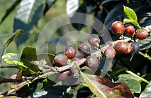 Coffee Berries