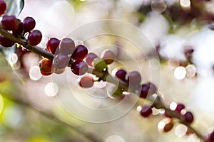 coffee berries by agriculture. Coffee beans ripening on the tree in North of Thailand