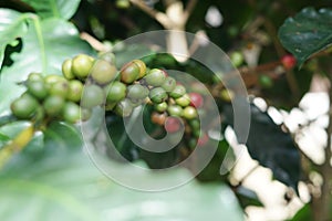 Coffee berries bean on coffee tree