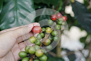 Coffee berries bean on coffee tree with hand