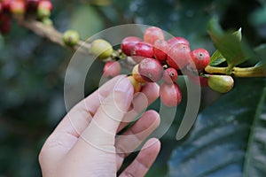 Coffee berries bean on coffee tree with hand